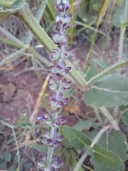 Salvia virgata