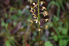 Oreorchis bilamellata