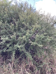 Vachellia luederitzii