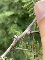 Vachellia luederitzii
