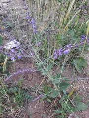 Salvia virgata