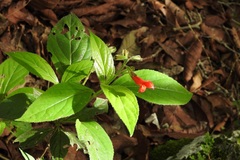 Salvia miniata