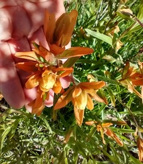 Castilleja gracillima