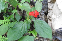 Salvia miniata