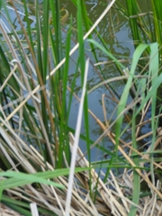 Libellula luctuosa