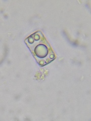 Odontidium mesodon