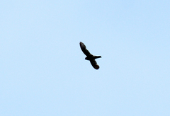 Aerodramus unicolor