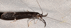 Ceraclea punctata