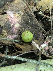 Amphibolips quercusinanis