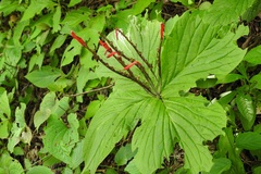 Spigelia splendens