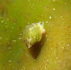 Eulithidium pulloides