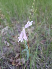 Penstemon gracilis