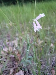 Penstemon gracilis
