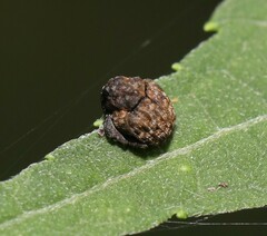 Craponius inaequalis