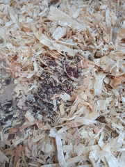 Dermanyssus gallinae