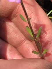 Polygala brevifolia