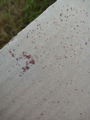 Dermanyssus gallinae