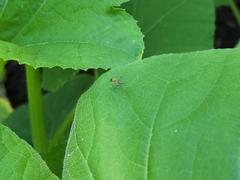 Chrysopilus modestus