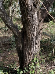 Vachellia robusta robusta