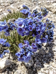 Polemonium eximium