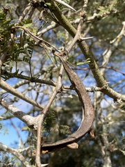Vachellia robusta robusta