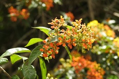 Tetrapterys schiedeana