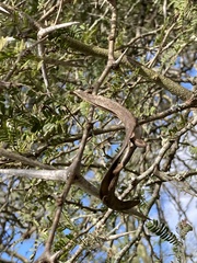 Vachellia robusta robusta