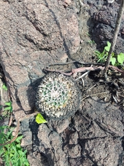 Mammillaria magnimamma