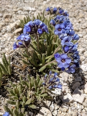 Polemonium eximium
