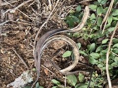 Vachellia robusta robusta