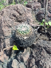 Mammillaria magnimamma