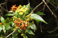 Tetrapterys schiedeana