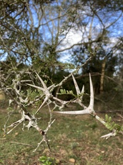 Vachellia robusta robusta