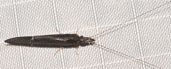 Ceraclea punctata