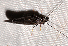 Ceraclea punctata