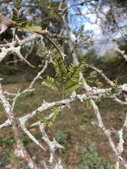 Vachellia robusta robusta