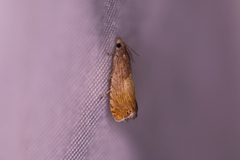 Dichrorampha bittana