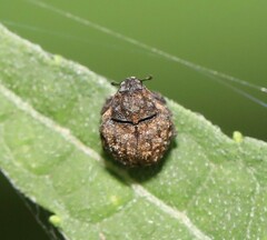 Craponius inaequalis