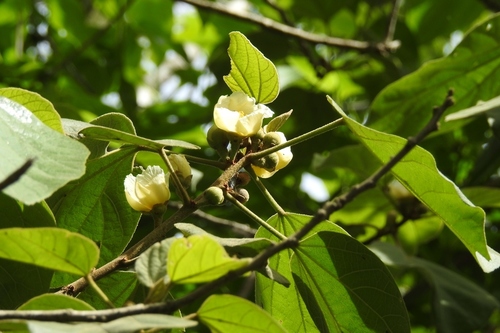 Hampea mexicana · iNaturalist