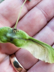 Ectoedemia louisella