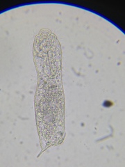 Heterolepidoderma