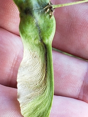 Ectoedemia louisella