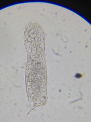 Heterolepidoderma