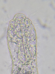 Heterolepidoderma