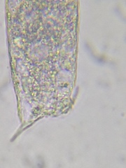 Heterolepidoderma