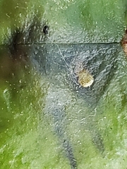 Ectoedemia louisella