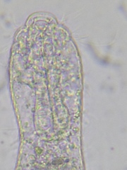 Heterolepidoderma