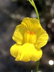 Utricularia striata
