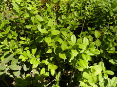 Vaccinium vitis-idaea