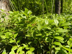 Vaccinium vitis-idaea